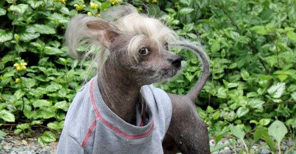 11 ugly dog breeds people end up loving more than expected 1 11 ugly dog breeds people end up loving more than