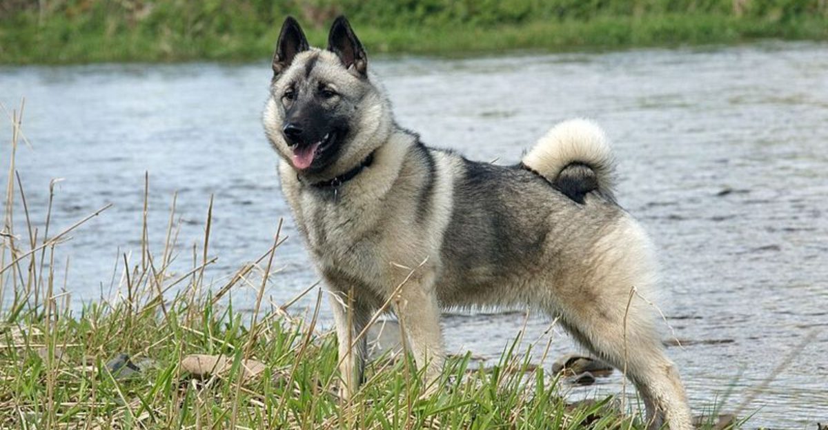 12 breathtaking northern dog breeds with looks straight out of the wilderness 1 12 breathtaking northern dog breeds with looks straight out of the wilderness