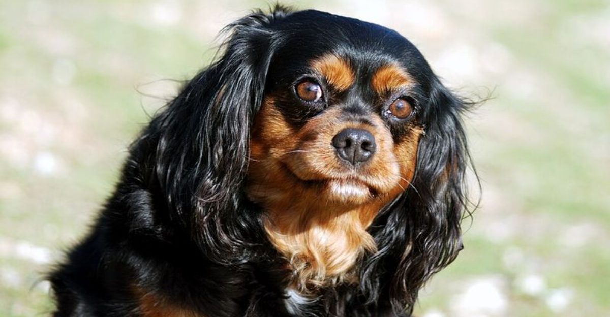 12 companion dog breeds known for deep devotion later in life 1 12 companion dog breeds known for deep devotion later in life