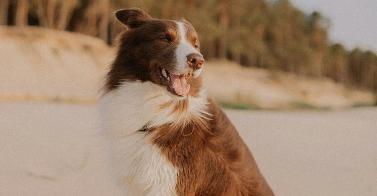 12 difficult dog breeds that demand serious commitment and consistency 1 12 difficult dog breeds that demand serious commitment and consistency