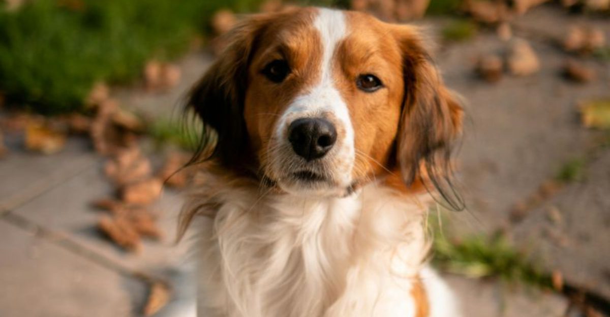 12 dog breeds nobody talks about enough despite being incredible companions 1 12 dog breeds nobody talks about enough despite being incredible companions