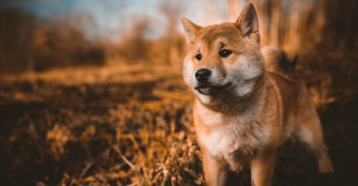 12 dog breeds owners should think carefully about before adding other pets 1 12 dog breeds owners should think carefully about before adding other pets