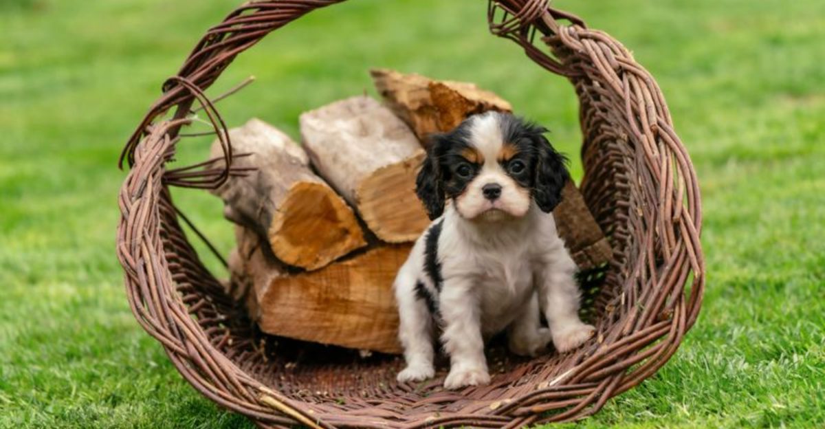 12 dog breeds so charming owners ignore every bad habit 1 12 dog breeds so charming owners ignore every bad habit