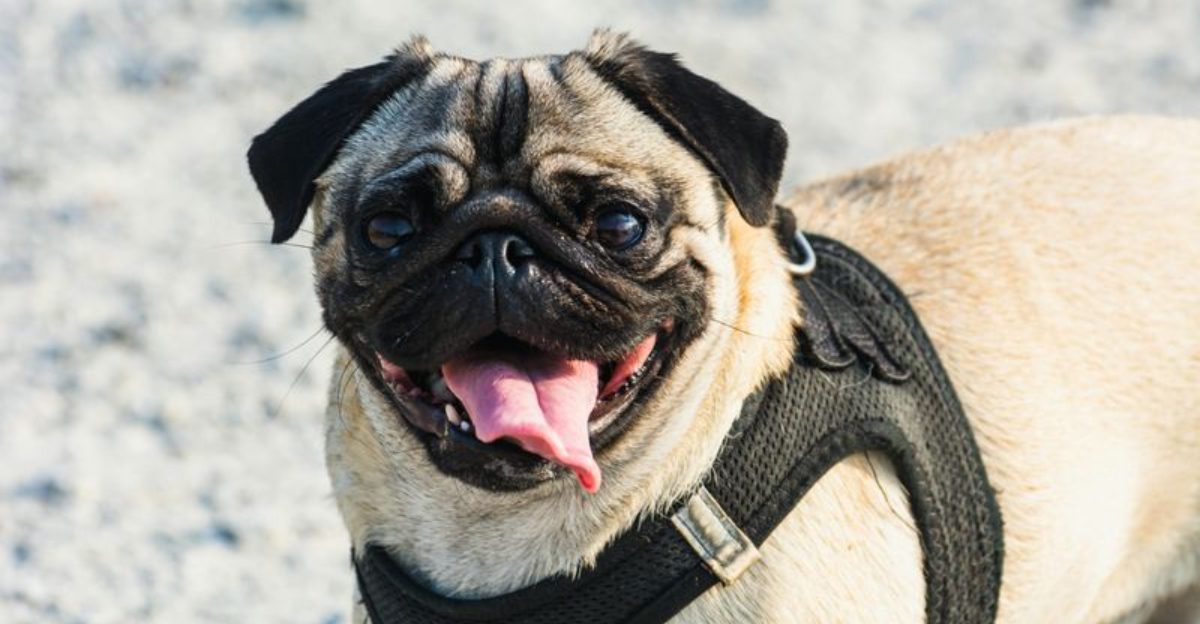 12 fun-loving dog breeds experts say instantly lift the mood around them 1 12 fun loving dog breeds experts say instantly lift the mood around them