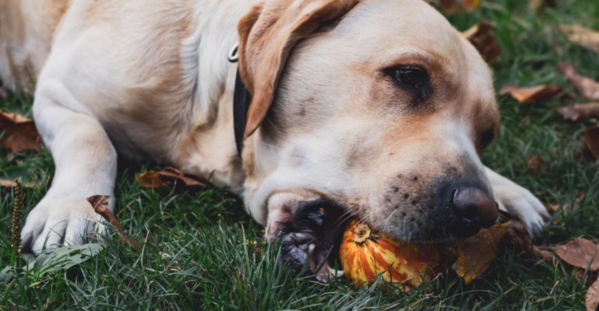 12 healthier snacks that dogs love and experts recommend 1 12 healthier snacks that dogs love and experts recommend