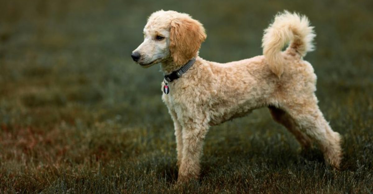 12 perfectly balanced dog breeds that relax beautifully at home and explode with energy outside 1 12 perfectly balanced dog breeds that relax beautifully at home and explode with energy outside