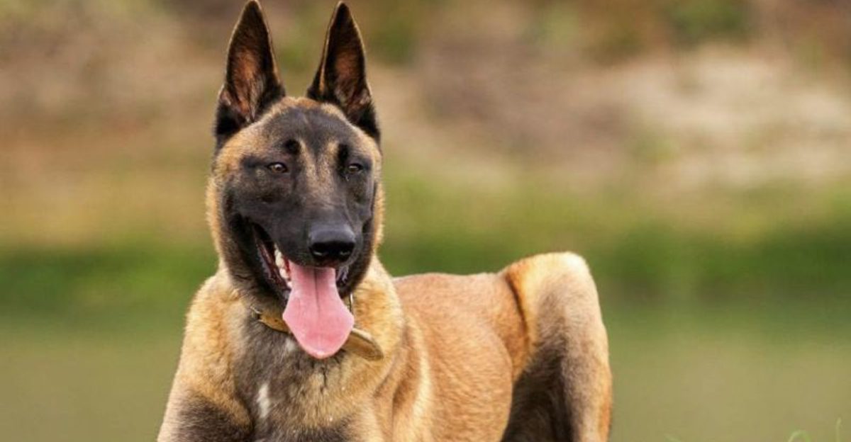 12 protector dog breeds with instincts so strong owners instantly feel safer 1 12 protector dog breeds with instincts so strong owners instantly feel safer