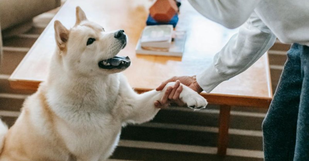 12 strong-minded dog breeds that refuse to be controlled easily 1 12 strong minded dog breeds that refuse to be controlled easily