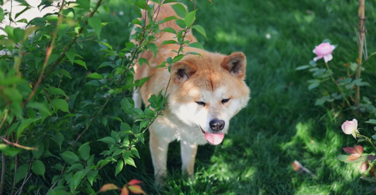 13 adorable dog breeds people underestimate until control becomes a real problem 1 13 adorable dog breeds people underestimate until control becomes a real problem