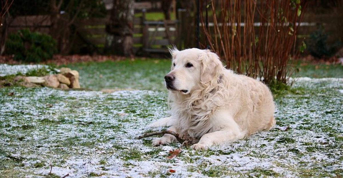 13 extraordinary working dogs that react before commands are even given 1 13 extraordinary working dogs that react before commands are even given
