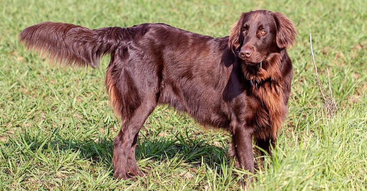 13 forever-young dog breeds that act like puppies well into adulthood 1 13 forever young dog breeds that act like puppies well into adulthood