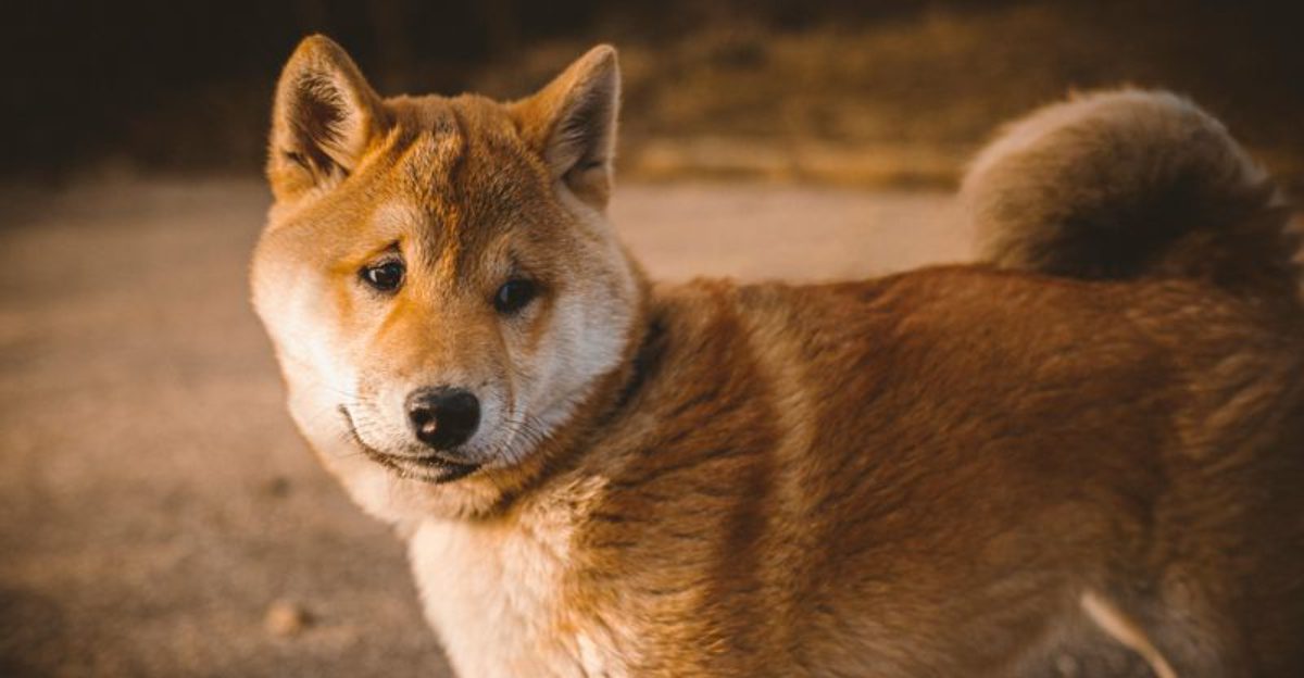 13 hilariously judgmental dogs that somehow make disappointment look personal 1 13 hilariously judgmental dogs that somehow make disappointment look personal
