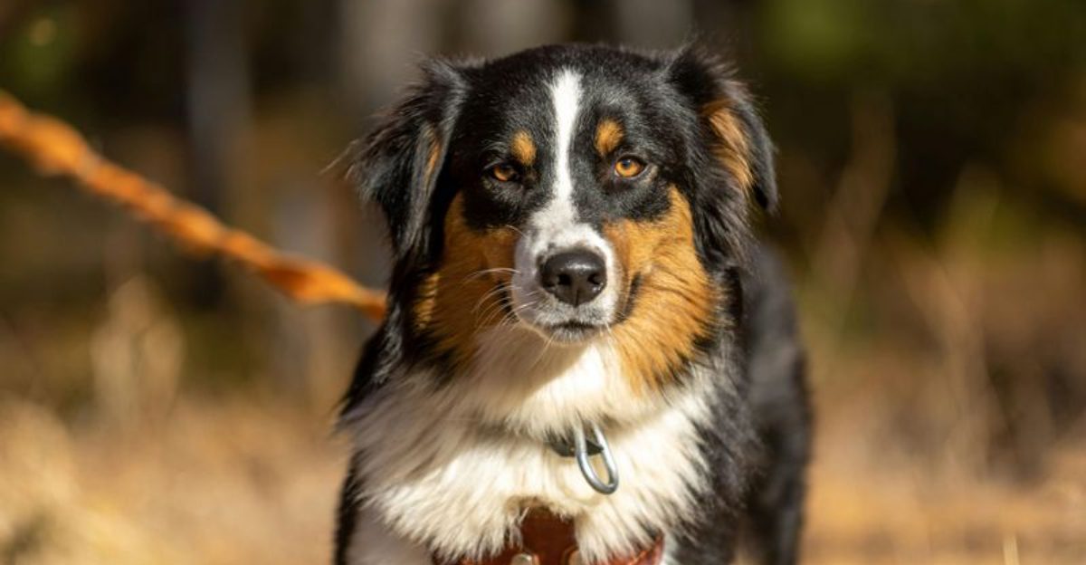 13 perfectly balanced mid-size dog breeds Americans are obsessed with right now 1 13 perfectly balanced mid size dog breeds Americans are obsessed with right now