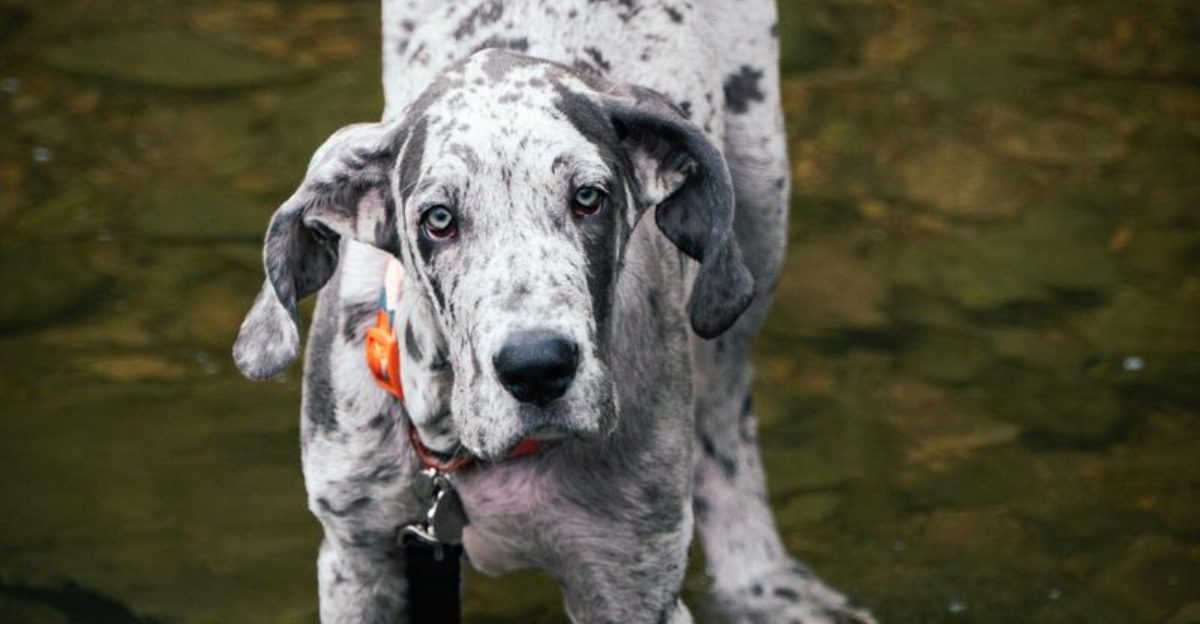 13 tough-looking dogs that completely shatter stereotypes once you meet them 1 13 tough looking dogs that completely shatter stereotypes once you meet them
