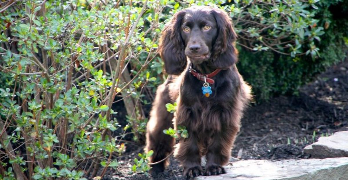 13 water-loving dog breeds that feel completely at home in lakes and oceans 1 13 water loving dog breeds that feel completely at home in lakes and oceans