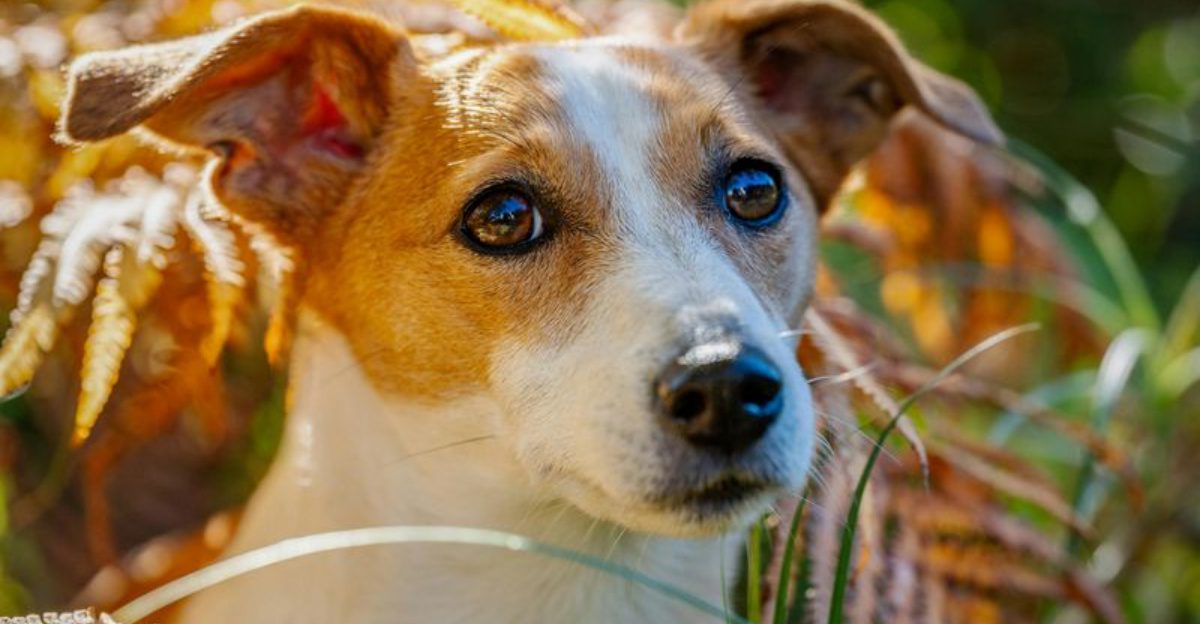 14 active dog breeds known for destructive behavior when under-stimulated 1 14 active dog breeds known for destructive behavior when under stimulated