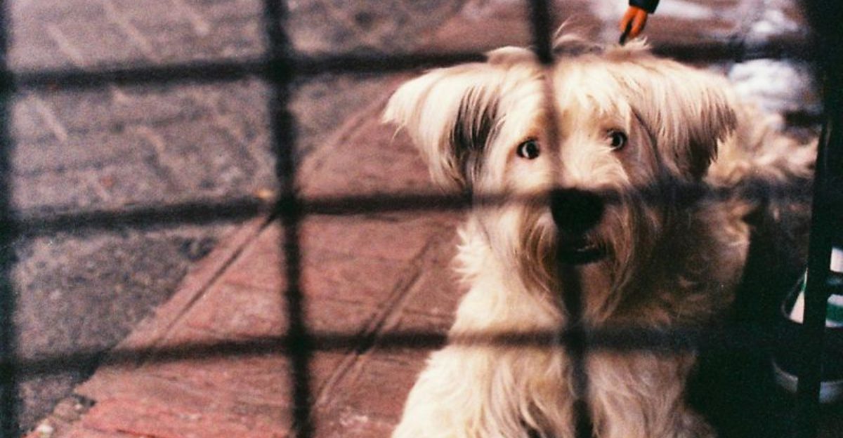 14 dog breeds people used to love but are now quietly abandoning 1 14 dog breeds people used to love but are now quietly abandoning