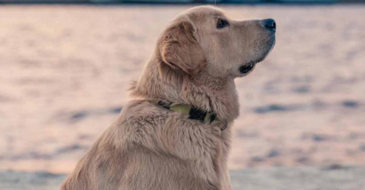 14 dogs that choose their person fast and never emotionally let go 1 14 dogs that choose their person fast and never emotionally let go