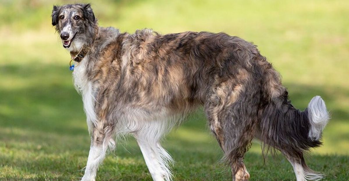 9 bold dog breeds that would follow you anywhere - plus 4 that answer only to themselves 1 9 bold dog breeds that would follow you anywhere plus 4 that answer only to themselves
