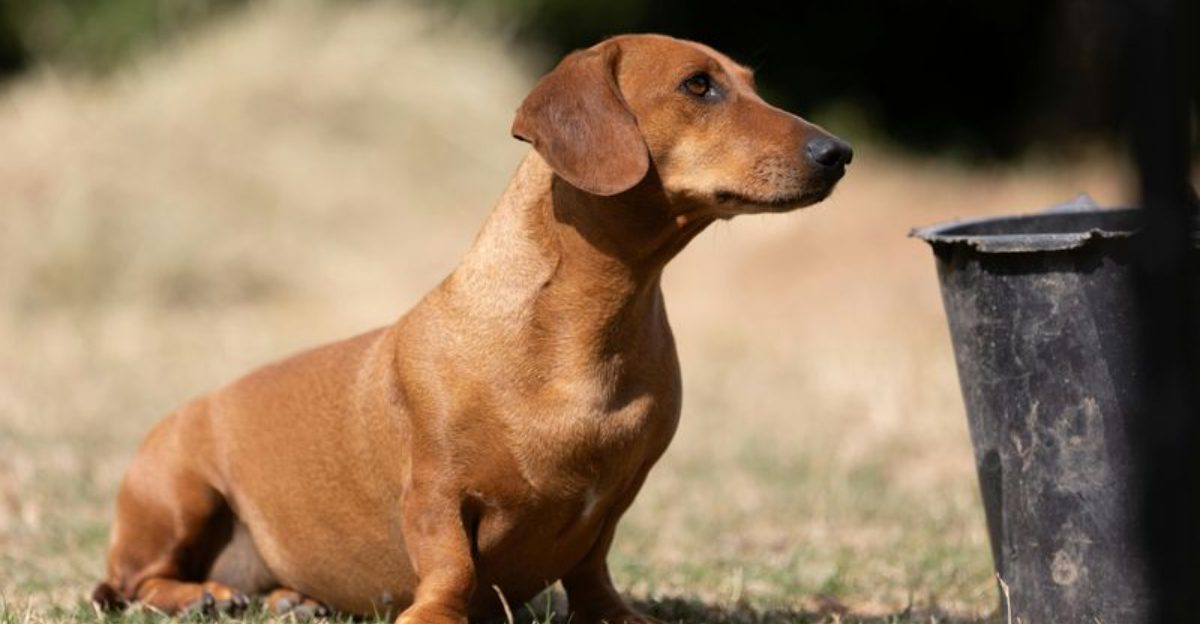 Floor licking can be a warning sign - 10 dog breeds prone to it 1 Floor licking can be a warning sign 10 dog breeds prone to it