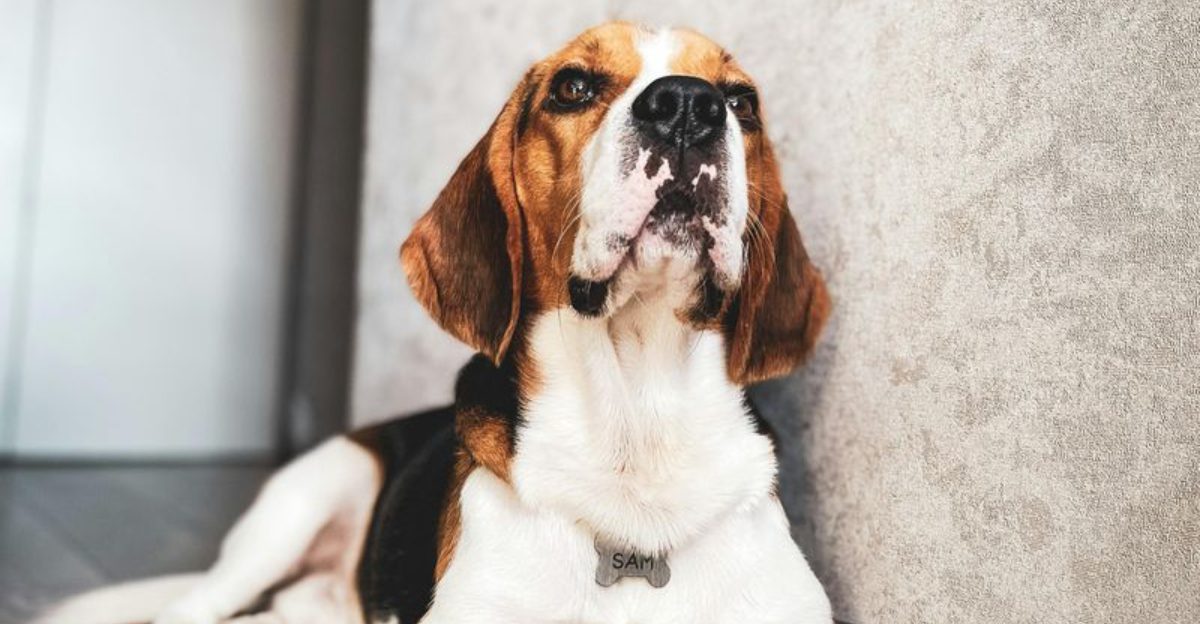 If you want less stress and fewer behavior struggles, these 13 dogs stand out 1 If you want less stress and fewer behavior struggles these 13 dogs stand out