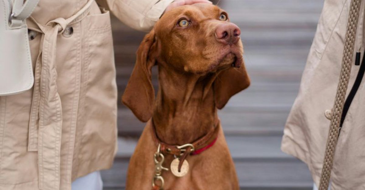 Stop calling these 13 dog breeds needy - they simply love harder than most 1 Stop calling these 13 dog breeds needy they simply love harder than most