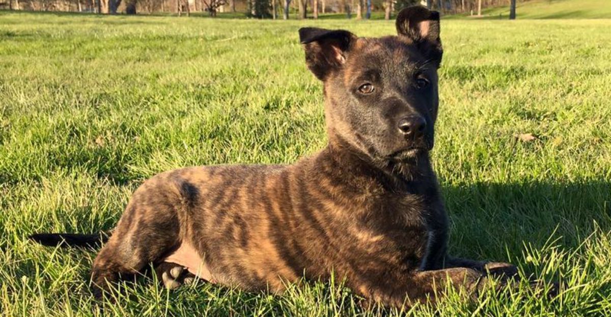 These 10 brindle dogs combine striking looks with unforgettable personalities 1 These 10 brindle dogs combine striking looks with unforgettable personalities