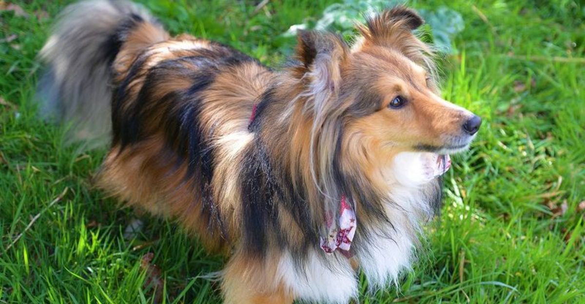 These 11 dogs are emotionally sensitive and may need extra reassurance 1 These 11 dogs are emotionally sensitive and may need extra reassurance