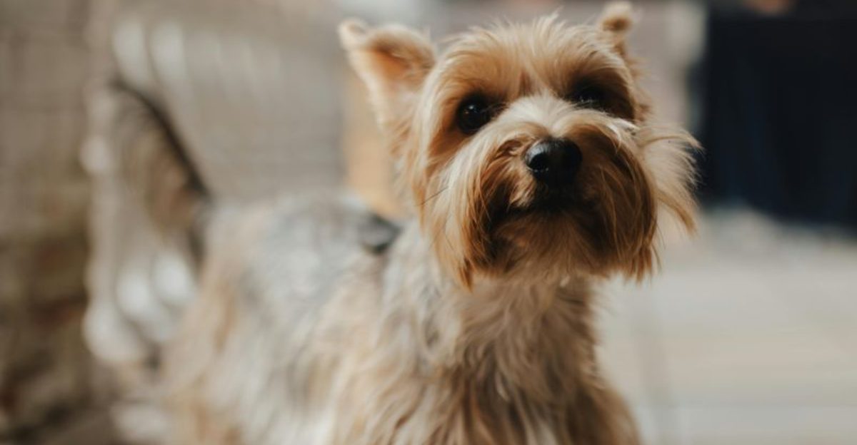 These 12 dogs bark so much owners sometimes feel like they’re living with alarms 1 These 12 dogs bark so much owners sometimes feel like theyre living with alarms