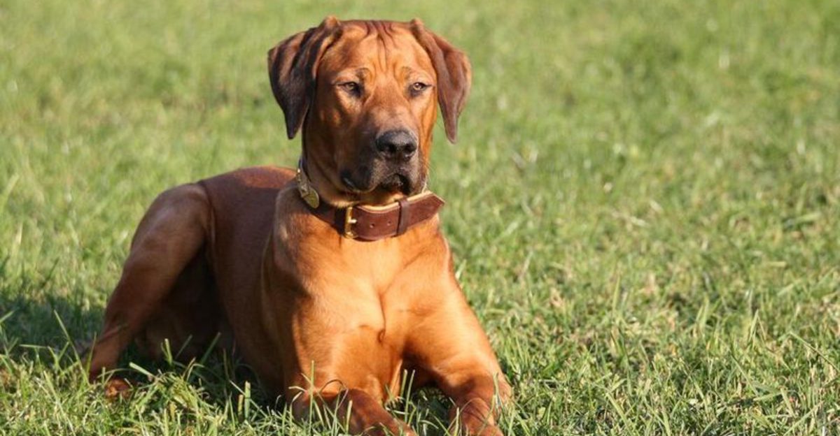 These 12 dogs were born with powerful guardian instincts owners instantly notice 1 These 12 dogs were born with powerful guardian instincts owners instantly notice