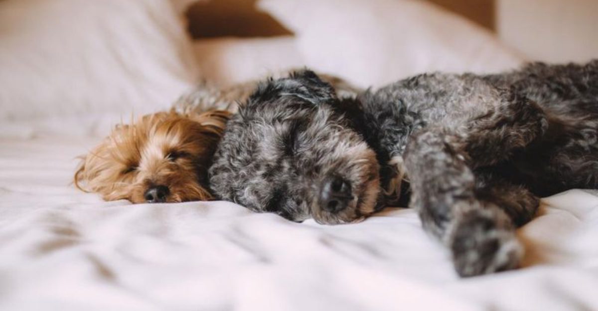 These 9 explanations reveal why dogs often choose your bed over theirs 1 These 9 explanations reveal why dogs often choose your bed over theirs