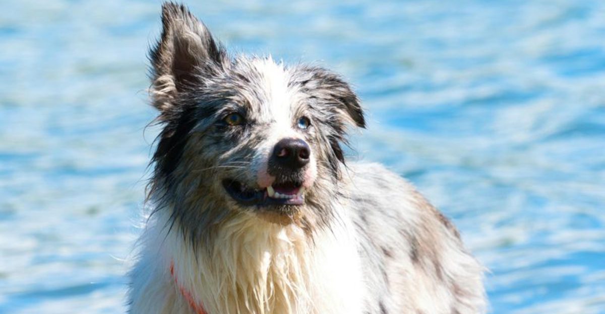 10 dog breeds that feel everything deeply - and 3 that keep their distance 1 10 dog breeds that feel everything deeply and 3 that keep their distance