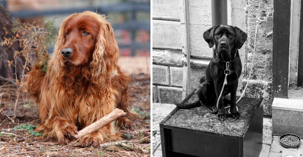 10 dog breeds that would follow almost anyone home – Plus 3 that trust only the people they've earned 1 10 dog breeds that would follow almost anyone home – Plus 3 that trust only the people theyve earned