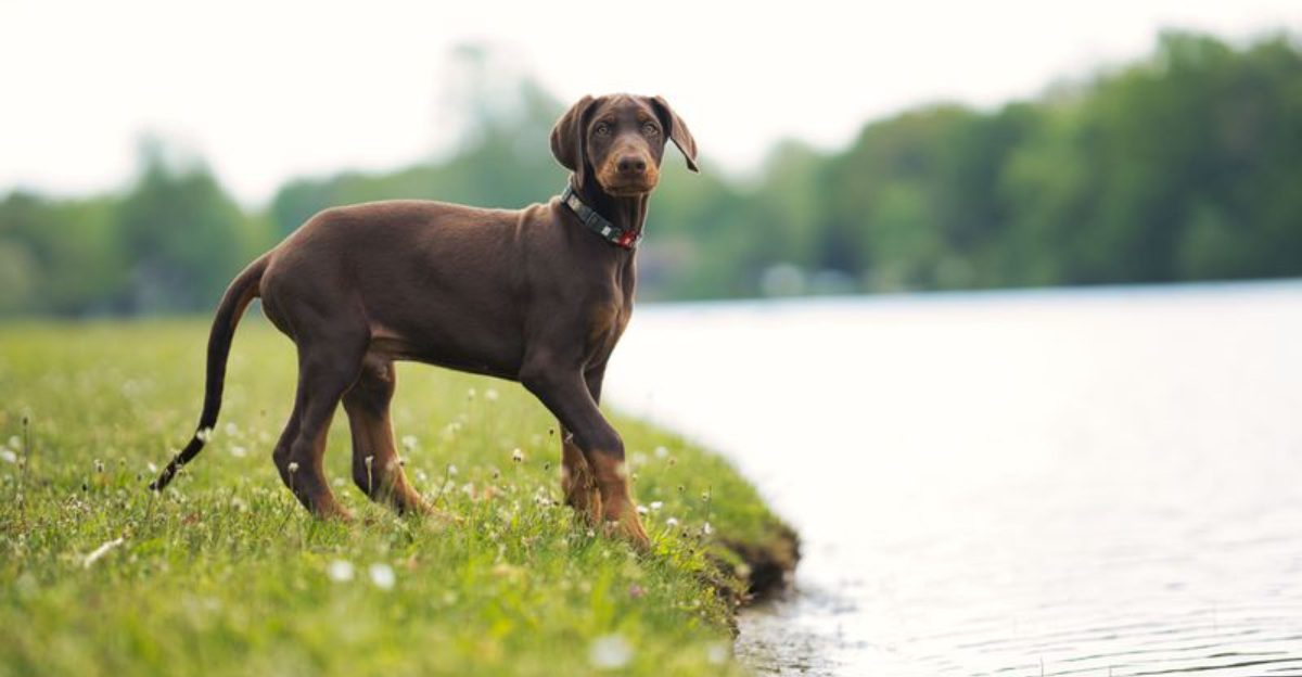 10 dogs that keep grooming simple, plus 4 that keep owners busy 1 10 dogs that keep grooming simple plus 4 that keep owners busy