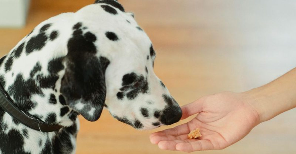 10 practical tips owners use to calm barking and restore peace 1 10 practical tips owners use to calm barking and restore peace