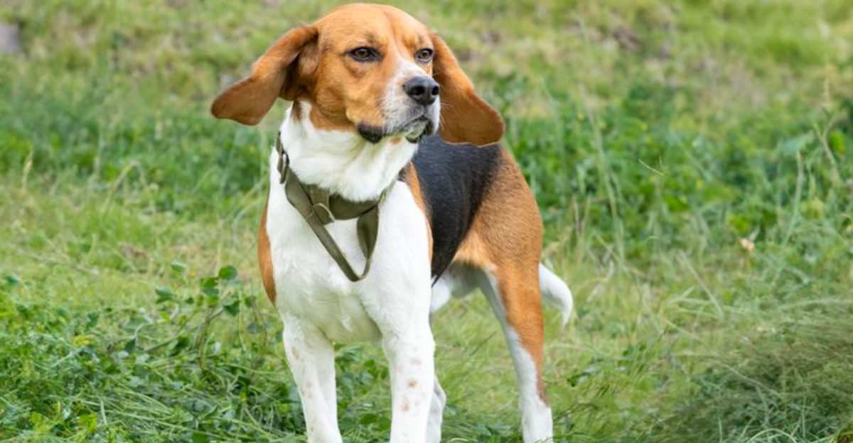 10 retirement-friendly dogs - plus 3 energetic breeds that help owners stay moving 1 10 retirement friendly dogs plus 3 energetic breeds that help owners stay moving