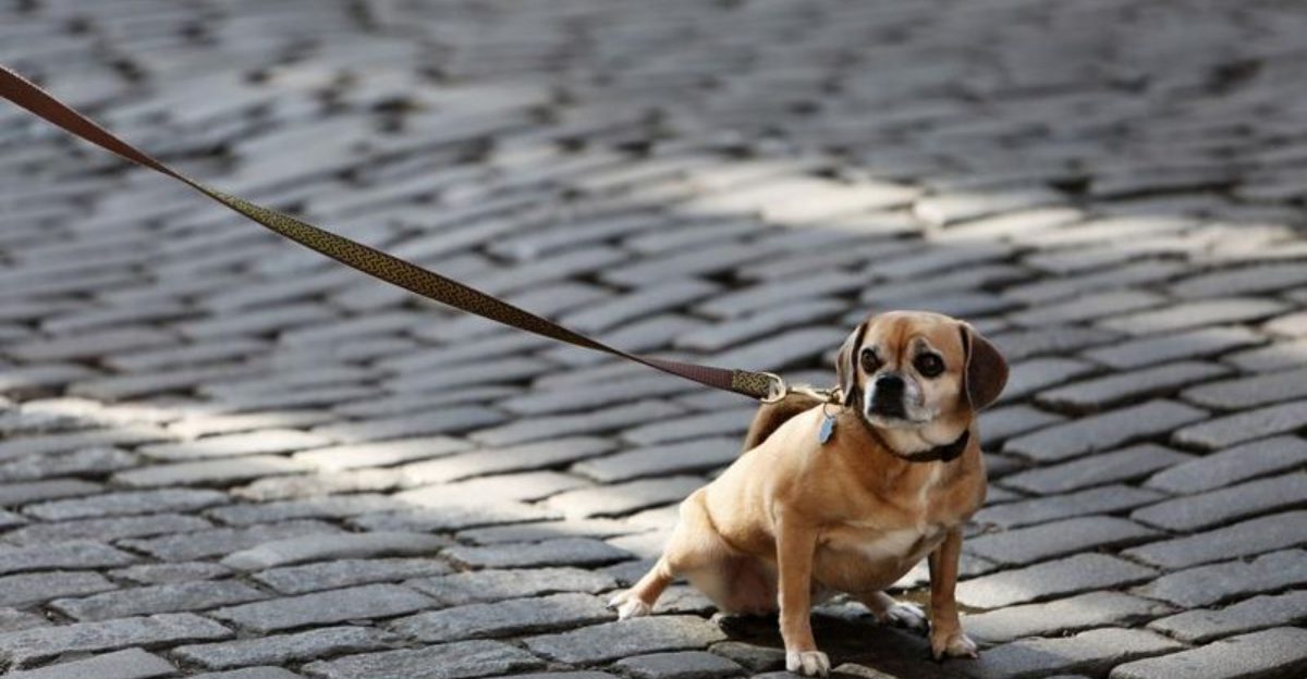 10 signs your dog thinks he's calling the shots - and 3 that are often misunderstood 1 10 signs your dog thinks hes calling the shots and 3 that are often misunderstood
