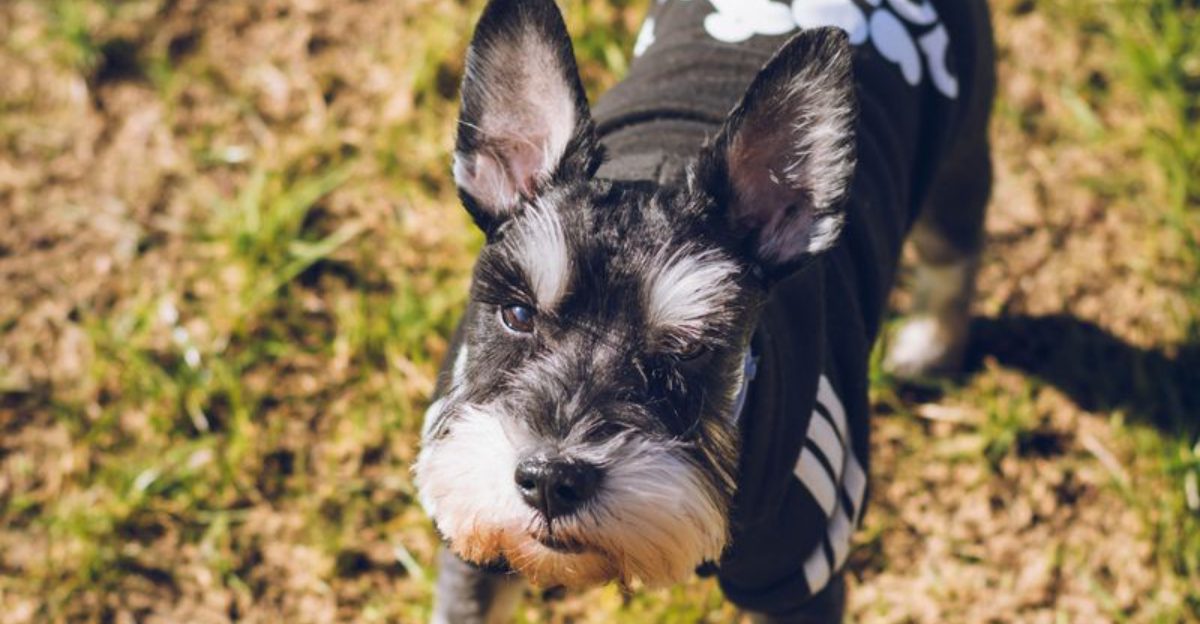 11 dogs made for today's world - plus 4 that still belong in wide-open spaces 1 11 dogs made for todays world plus 4 that still belong in wide open spaces