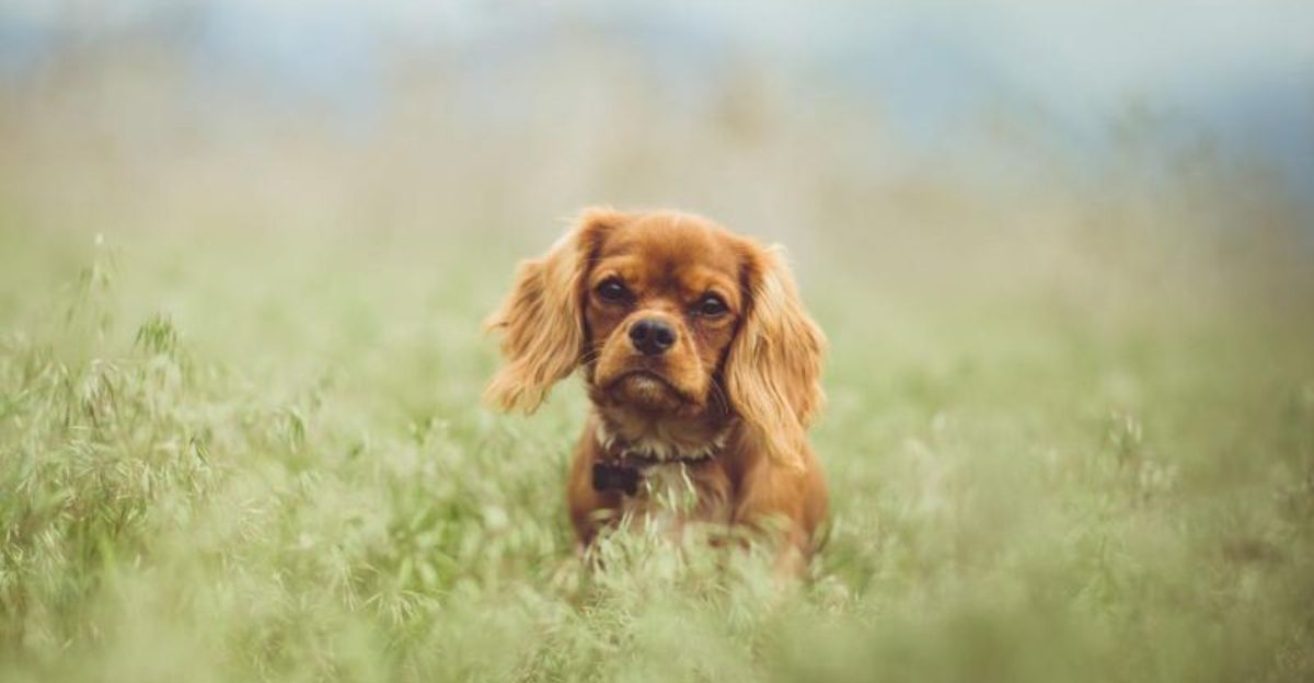 11 dogs that aren't known for showing much affection - plus 3 that love their owners with their whole heart 1 11 dogs that arent known for showing much affection plus 3 that love their owners with their whole heart