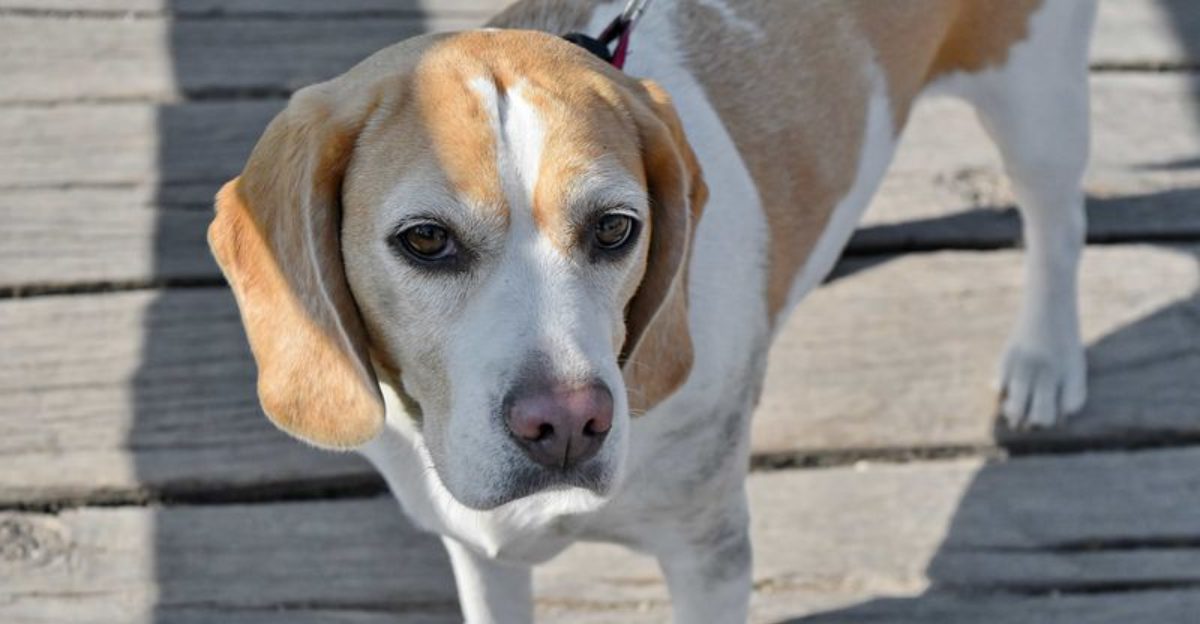 11 legendary hunting dogs that seem to know the job without being taught - plus 3 worthy challengers 1 11 legendary hunting dogs that seem to know the job without being taught plus 3 worthy challengers