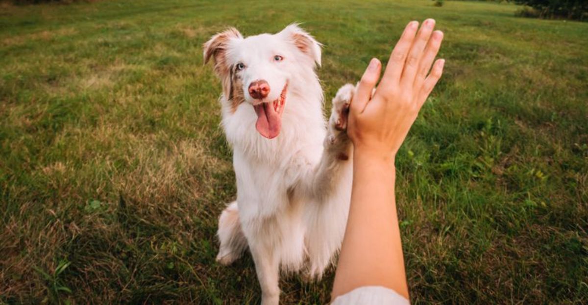 11 medium-sized dog breeds that handle busy family life beautifully 1 11 medium sized dog breeds that handle busy family life beautifully