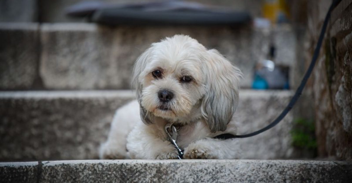 12 breeds perfectly suited to apartments, sidewalks, and urban routines 1 12 breeds perfectly suited to apartments sidewalks and urban routines