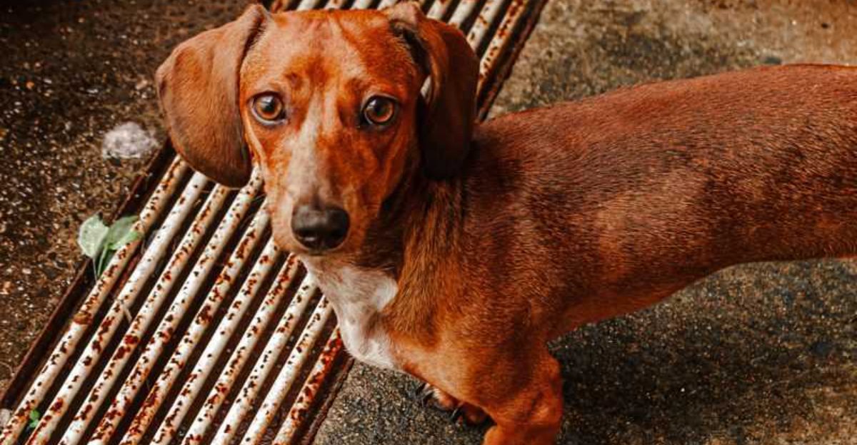 12 dogs that become far easier to live with once routines are respected and maintained 1 12 dogs that become far easier to live with once routines are respected and maintained