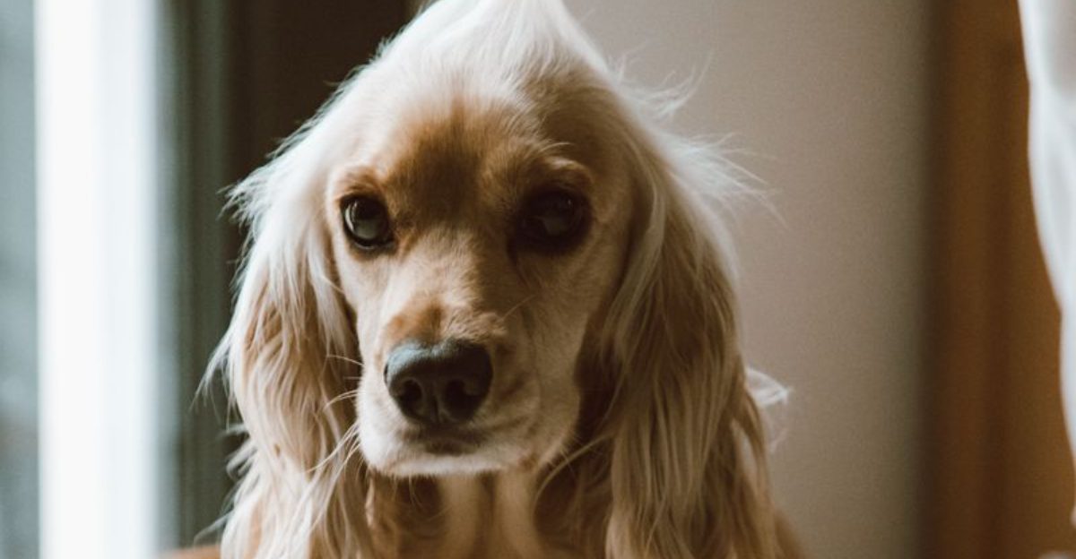 12 dogs that often benefit from one simple ear-care habit owners overlook 1 12 dogs that often benefit from one simple ear care habit owners overlook