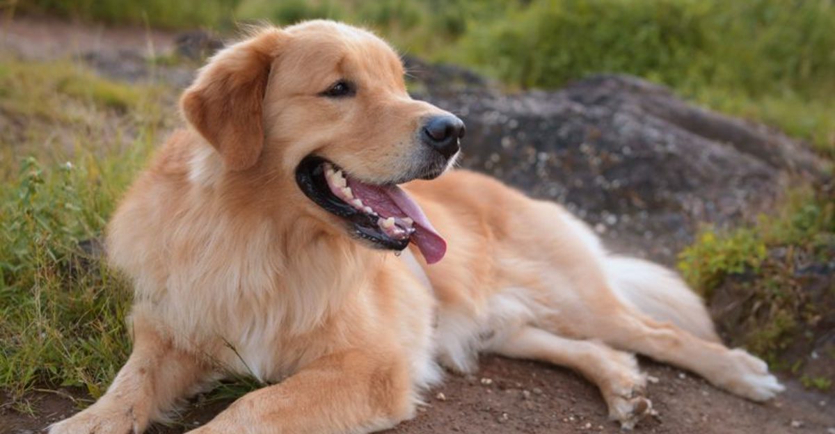 12 gentle dog breeds families adore - plus 4 surprisingly soft-hearted companions 1 12 gentle dog breeds families adore plus 4 surprisingly soft hearted companions