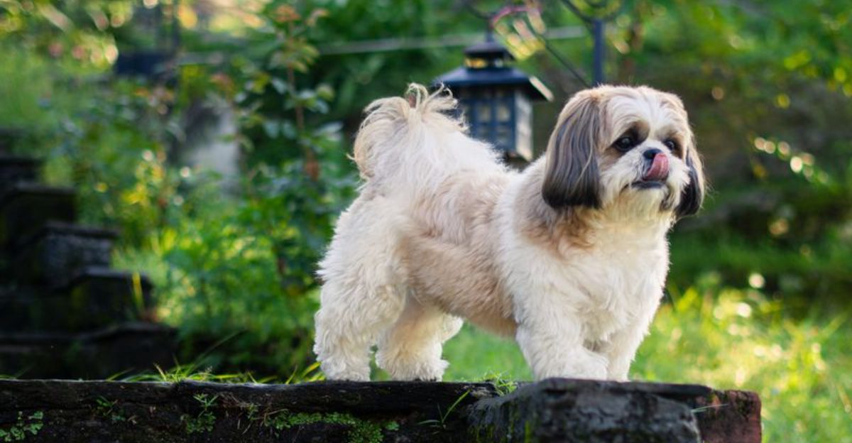 13 breeds that frequently exceed owners' lifespan expectations 1 13 breeds that frequently exceed owners lifespan