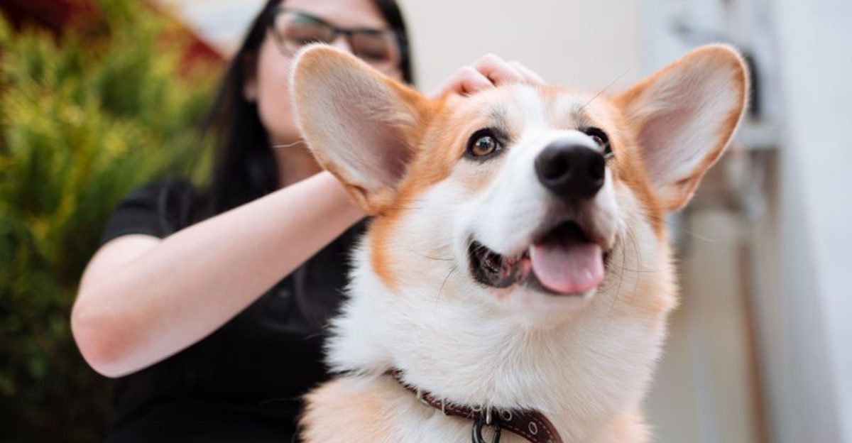 13 dog breeds that choose one favorite person and rarely look back, plus 5 more that become deeply attached for life 1 13 dog breeds that choose one favorite person and rarely look back plus 5 more that become deeply attached for life
