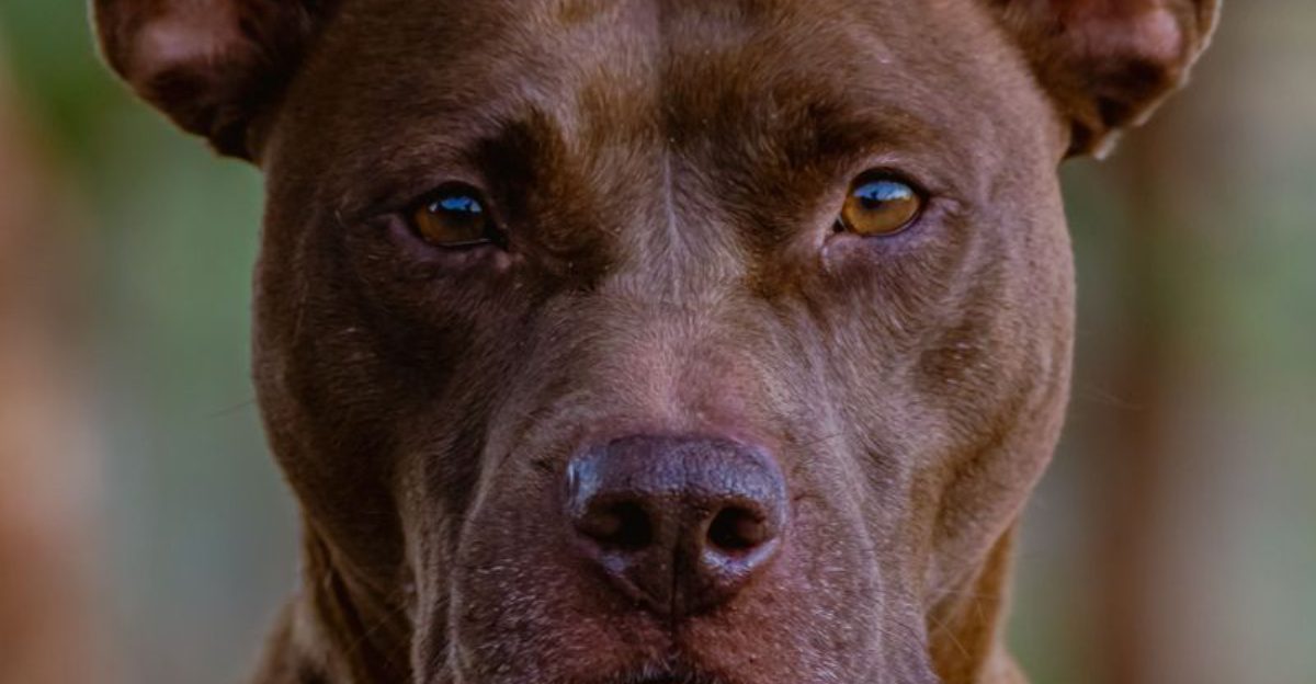 13 dog breeds that spark behavior debates - and why the data deserves a closer look 1 13 dog breeds that spark behavior debates and why the data deserves a closer look