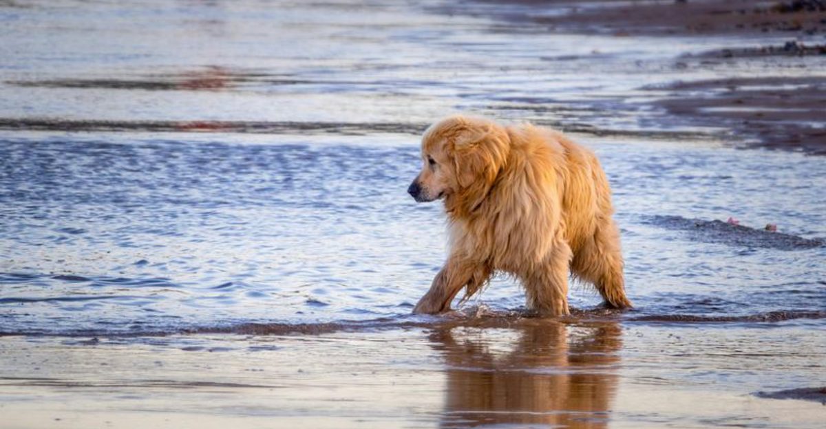 13 dogs that feel every emotion in the room - plus 3 that seem to ignore everything 1 13 dogs that feel every emotion in the room plus 3 that seem to ignore everything