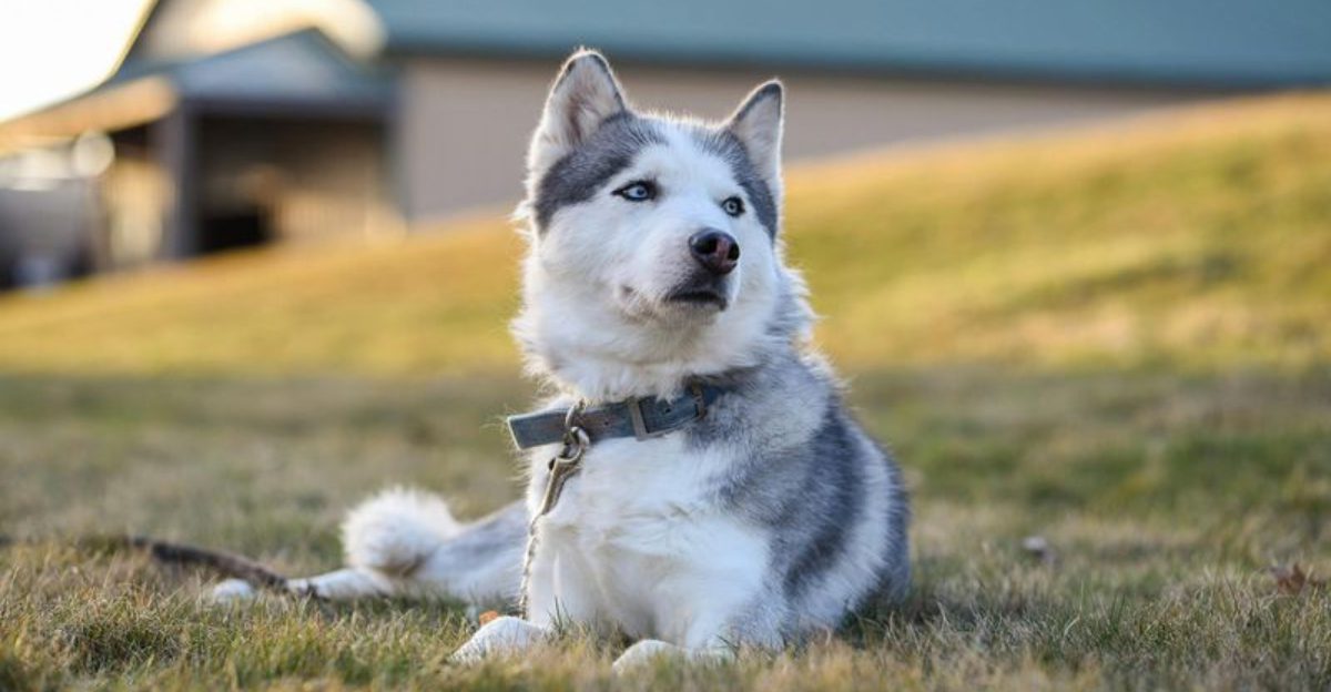 13 escape-artist dog breeds that constantly keep owners on alert 1 13 escape artist dog breeds that constantly keep owners on alert